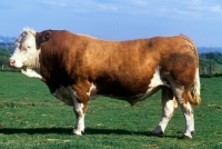 Picture of simmental bull side view