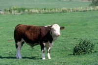 Picture of simmental bull standing in field