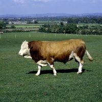 Picture of simmental bull walking across field, side view