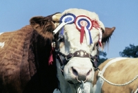 Picture of simmental bull wearing 3 rosettes