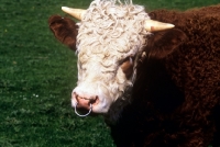 Picture of simmental bull wearing nose ring