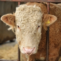 Picture of simmental bull with nose ring