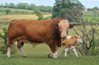 Picture of simmental bull