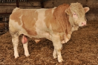 Picture of simmental bull