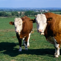 Picture of simmental cattle