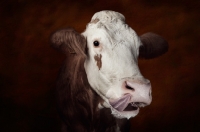 Picture of Simmental cow licking nose
