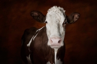 Picture of Simmental cow looking at camera
