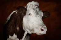 Picture of Simmental cow looking towards camera