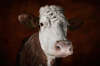 Picture of Simmental cow portrait in studio