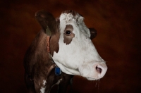 Picture of Simmental cow portrait