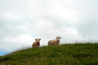 Picture of simmental cows in Lake District on a hill