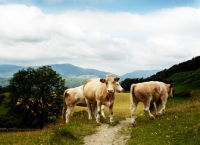 Picture of simmental cows in Lake District