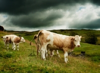 Picture of Simmental cows in Lake District