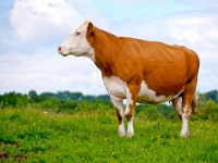 Picture of Simmental cross beef cow standing in green pasture.