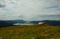 Picture of Simmental