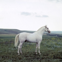 Picture of simvol, tersk stallion at stavropol stud, russia