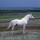 Picture of simvol, tersk stallion at stavropol stud, russia