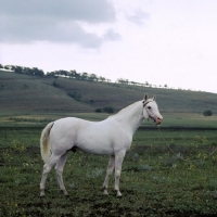 Picture of simvol, tersk stallion at stavropol stud, russia