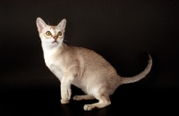 Picture of Singapura cat on dark background, looking up