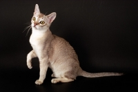 Picture of Singapura cat on dark background, one leg up