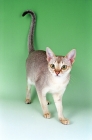 Picture of Singapura cat on green background