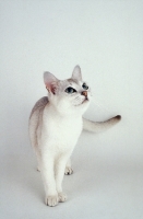 Picture of Singapura cat on white background