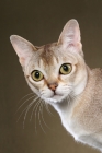 Picture of singapura cat, portrait