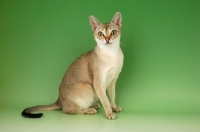 Picture of singapura cat sitting on green background