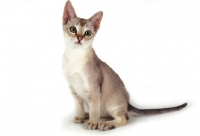 Picture of Singapura cat sitting on white background