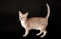 Picture of Singapura cat standing on dark background