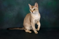 Picture of singapura cat standing on hind legs