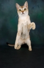 Picture of singapura cat standing on hind legs