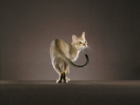 Picture of singapura cat, turning