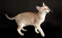 Picture of Singapura cat walking on dark background, looking up in expectation