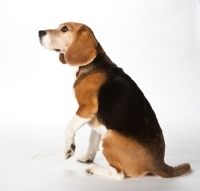 Picture of sitting beagle