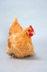 Picture of Sitting Buff Rock Hen