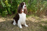Picture of sitting English Springer Spaniel  with greenery background