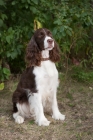 Picture of Sitting English Springer Spaniel with greenery background.