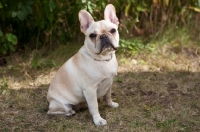 Picture of Sitting French Bulldog  with greenery background.