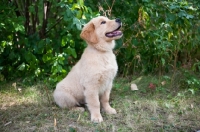 Picture of Sitting Golden Retriever Puppy in front of Greenery