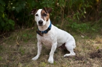Picture of Sitting Jack Russell Terrier with greenery background