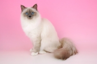 Picture of sitting lilac point birman cat, looking at camera