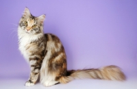Picture of sitting maine coon, silver tortie tabby colour