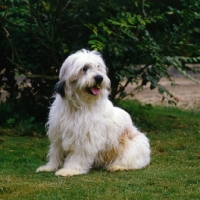 Picture of sitting polish lowland sheepdog, megsflocks, polski owczarek nizinny