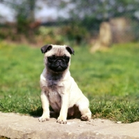 Picture of sitting pug puppy