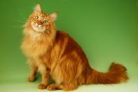 Picture of sitting red main coon