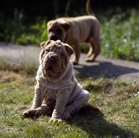 Picture of sitting shar pei puppy