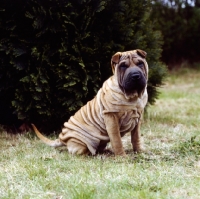 Picture of sitting shar pei