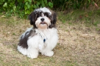 Picture of sitting Shih Tzu dog with greenery background