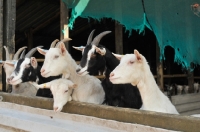 Picture of six 6 goats
